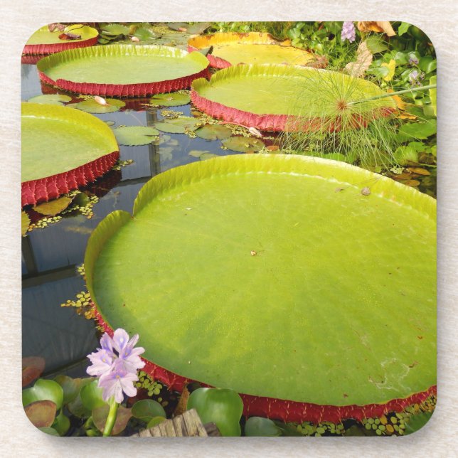 Lily Pads Dessous de verre en plastique dur (Devant)