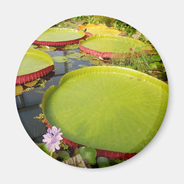 Lily Pads Magnet (Vorne)