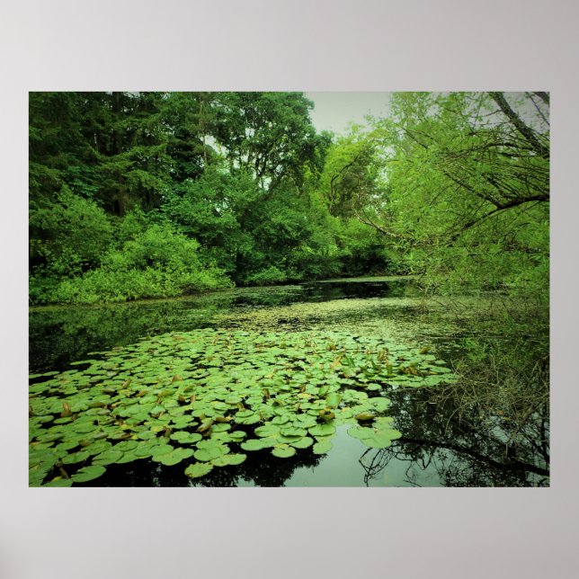 Lily Pads on the Pond Poster (Vorne)