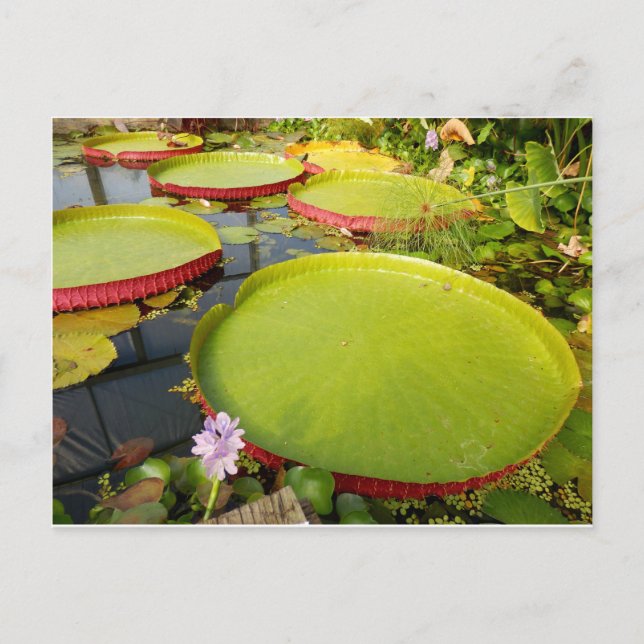 Lily Pads Postcard Postkarte (Vorderseite)