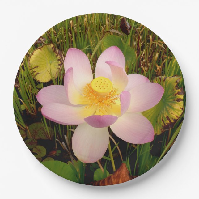 Lily Paper Plate Pappteller (Vorderseite)