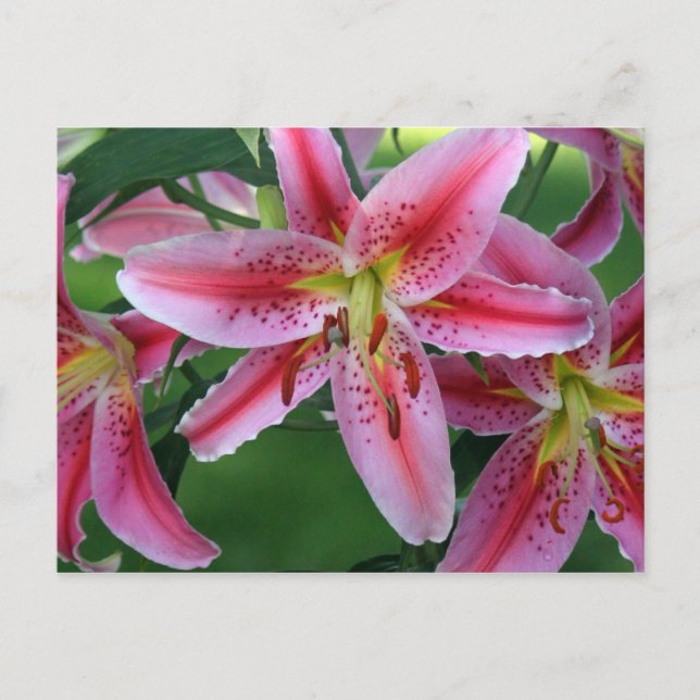 Lily Pink Stargazer Postkarte (Vorderseite)