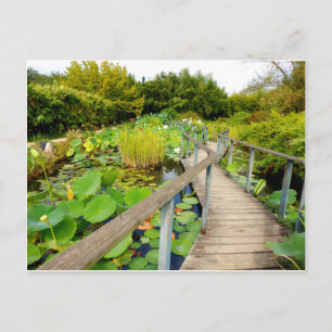 Lily Pond Postcard Postkarte