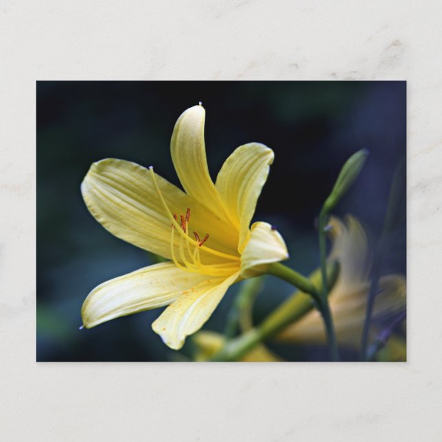 Lily Postcard Postkarte (Vorderseite)