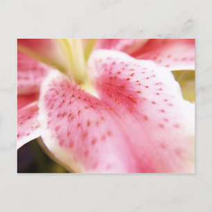 Lily Postcard Postkarte