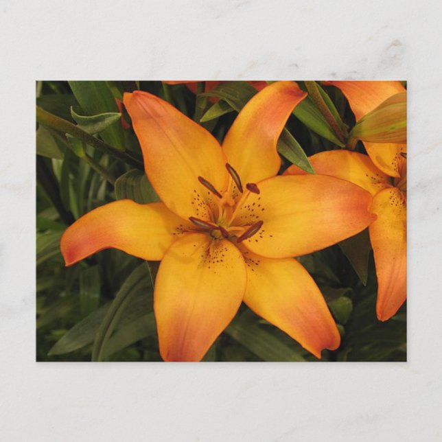 Lily Postcard Postkarte (Vorderseite)