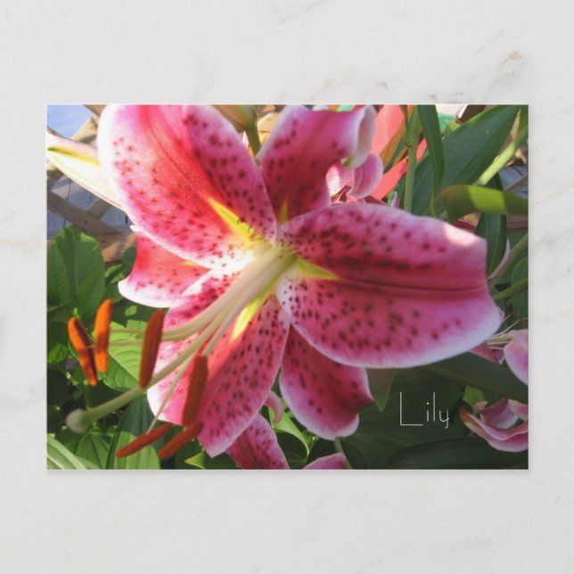 Lily Postcard Postkarte (Vorderseite)