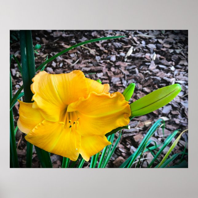 Lily, Poster (Vorne)