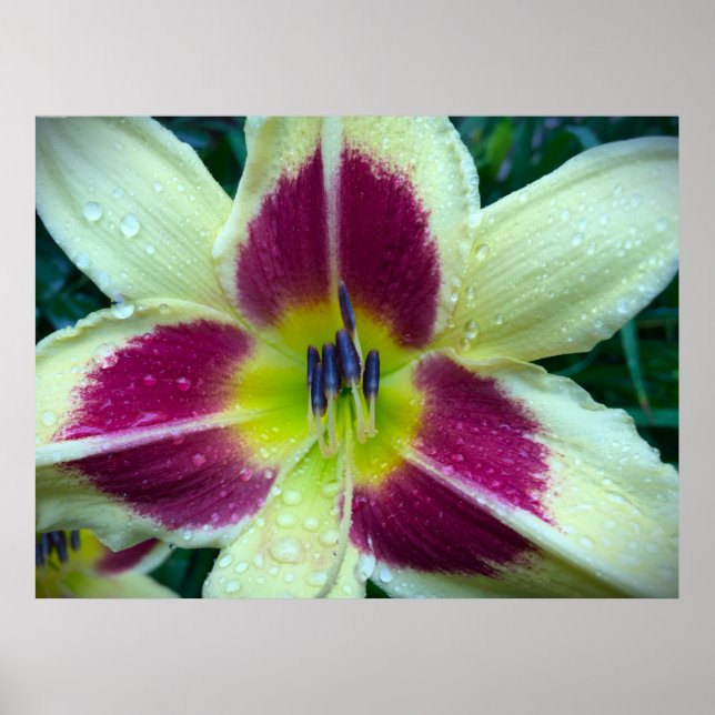 Lily, Poster (Vorne)