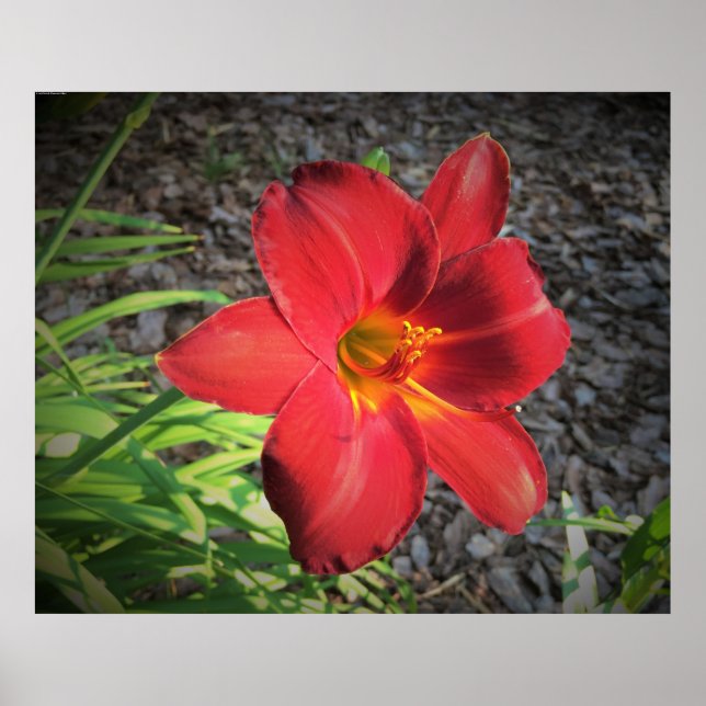 Lily, Poster (Vorne)