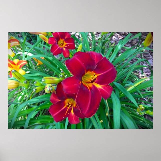 Lily, Poster (Vorne)