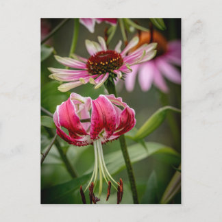 Lily postkarte
