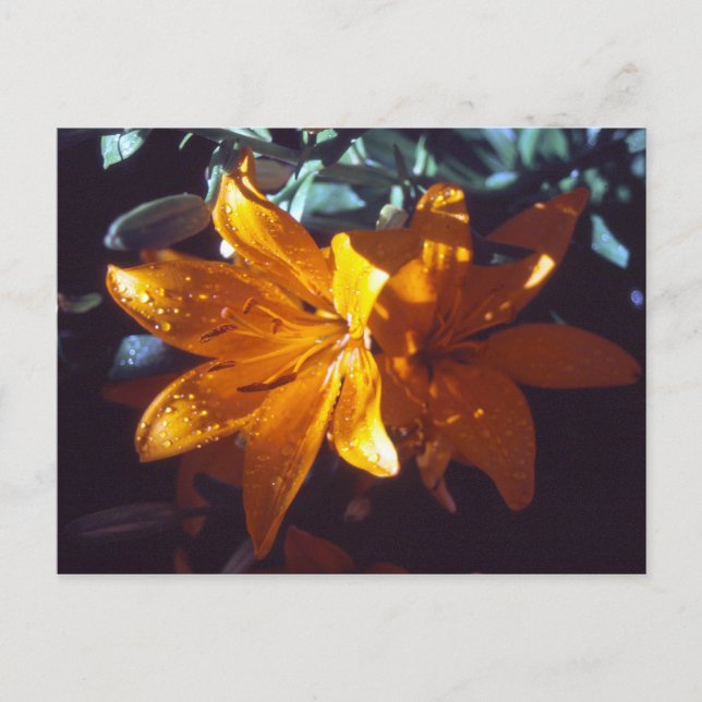 Lily | Postkarte (Vorderseite)