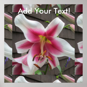 Lily Red White Pflanzen House Poster