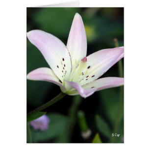 Lily Rose, S Cyr