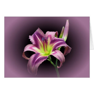 Lily Star mit Lila - Taglilie