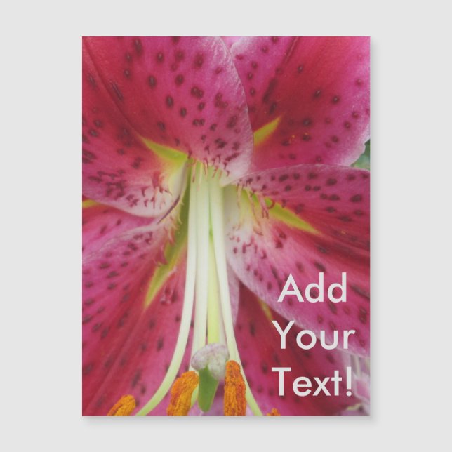 Lily Stargazer Lila Blume Magnetkarte (Vorderseite)