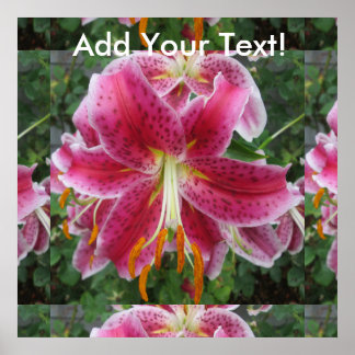 Lily Stargazer Lila Blume Poster