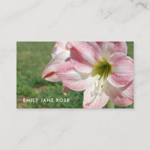 Lily 'Stargazer', Orientalische Lilien, Floristry Visitenkarte