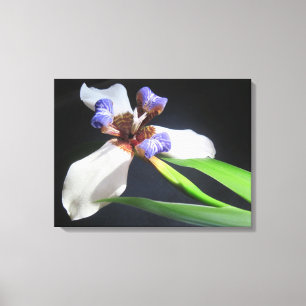 Lily Sur Toile Enveloppée