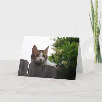 Lily the Cat Greeting Card 04 Karte