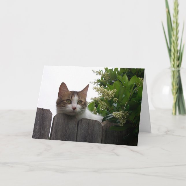 Lily the Cat Greeting Card 04 Karte (Vorderseite)