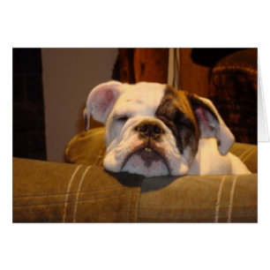 Lily the English Bulldog Puppy