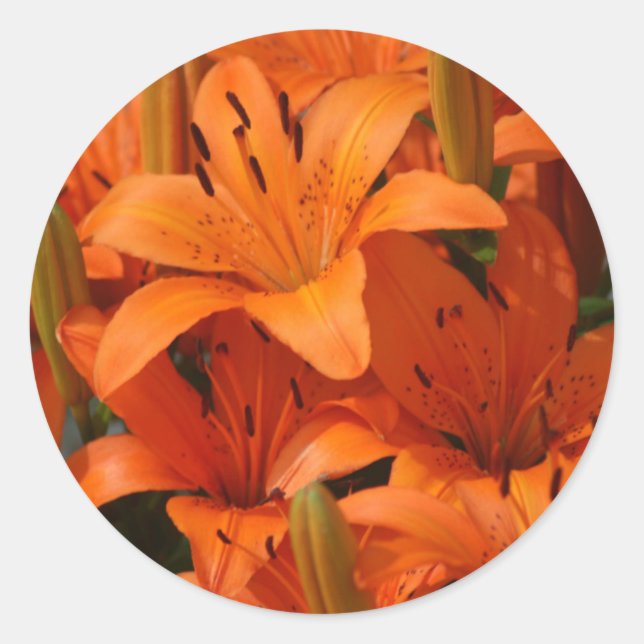 Lily Umschlag Aufkleber Stickers (Vorderseite)