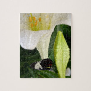 Lily und Butterfly