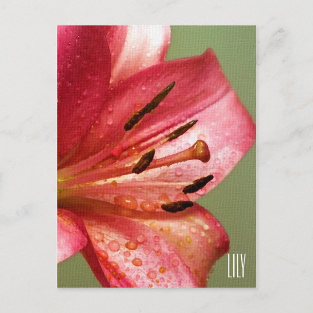 Lily vertikale Postkarte (Vorderseite)
