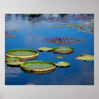 Lilypad