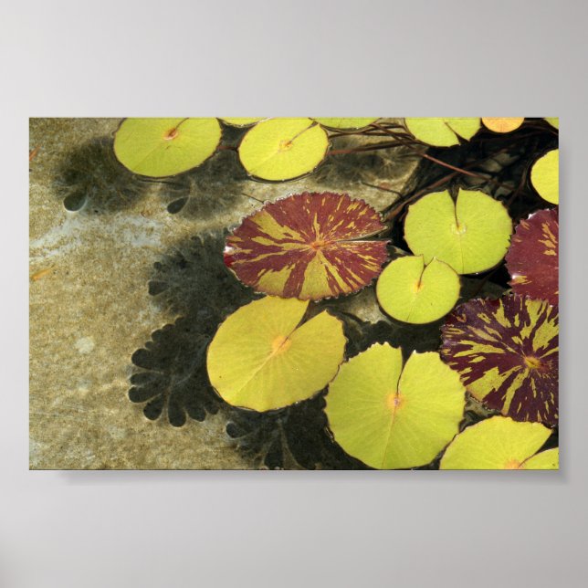 Lilypads Poster (Vorne)
