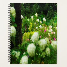 Limelight Hydrangeas dans My Rubio Garden