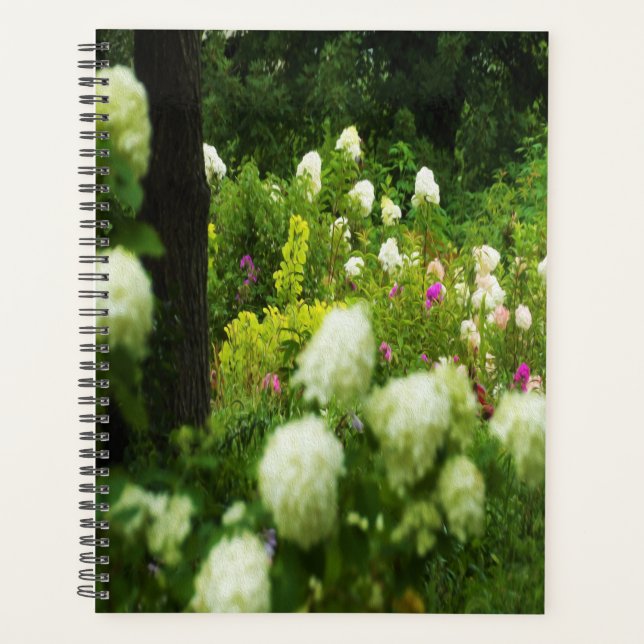 Limelight Hydrangeas dans My Rubio Garden (Devant)