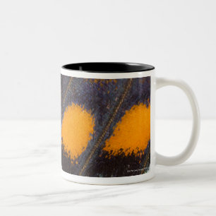 Limenitis A. astyanax männlicher Nordamerikaner Zweifarbige Tasse