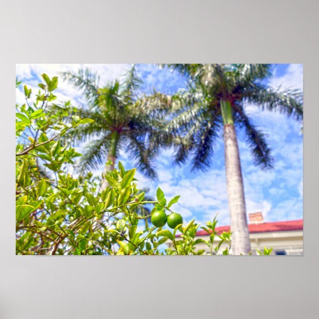 Limequats in Florida Poster (Vorne)