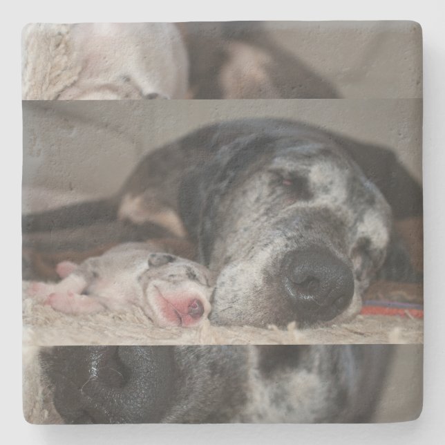 Limestone Untersetzer Great Dane Fotografie  (Vorderseite)