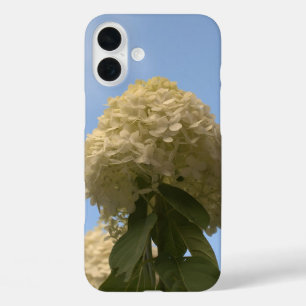 Limon Hydrangea Blume Blue Sky title_seo2