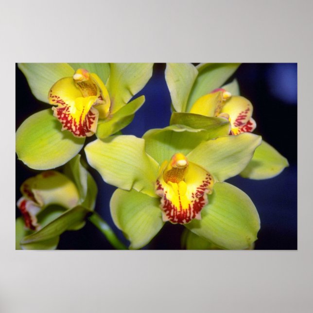 Limone Cymbidium Blume Poster (Vorne)