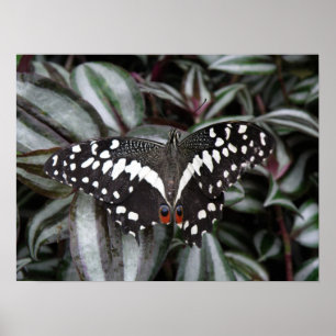 Limone Schmetterlingsdrucke Poster