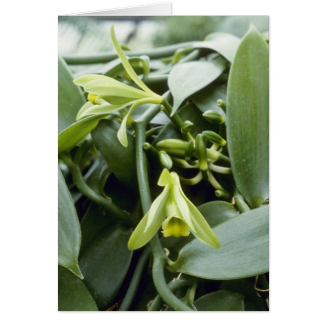 Limone Spectabilis (Vanille) Blumen (Vorne)