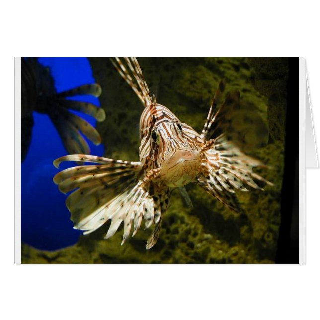 Limonenfisch (Vorderseite (Horizontal))