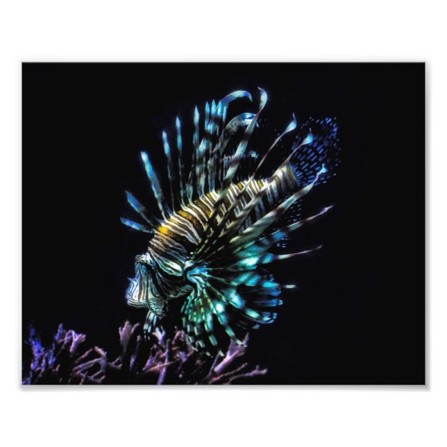 Limonenschwimmen Fotodruck (Vorne)