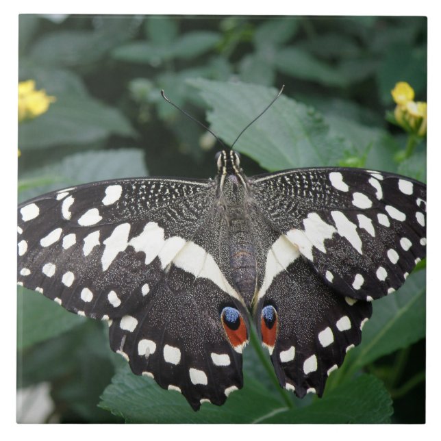 Limoner Schmetterling und Blume Fliese (Vorderseite)