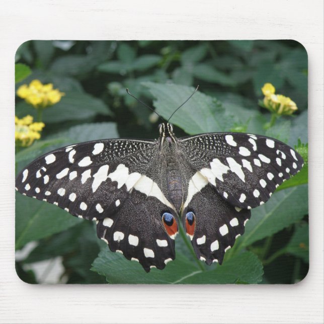 Limoner Schmetterling und Blume Mousepad (Vorne)