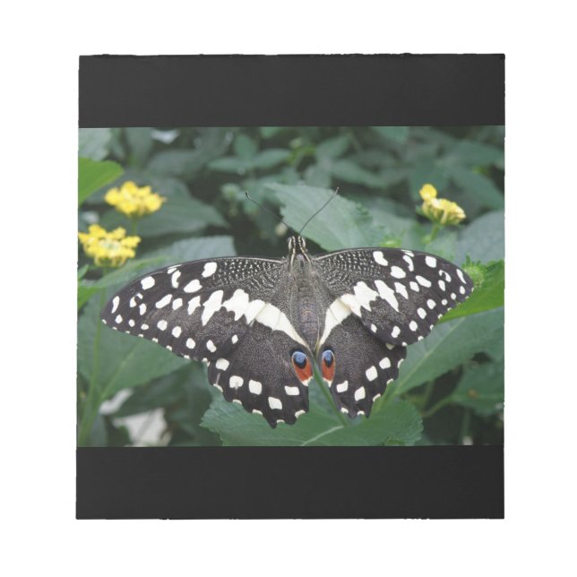 Limoner Schmetterling und Blume Notepad Notizblock (Vorderseite)