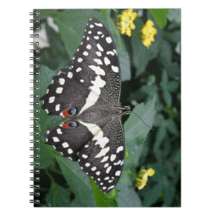 Limoner Schmetterling und Blume Notizblock