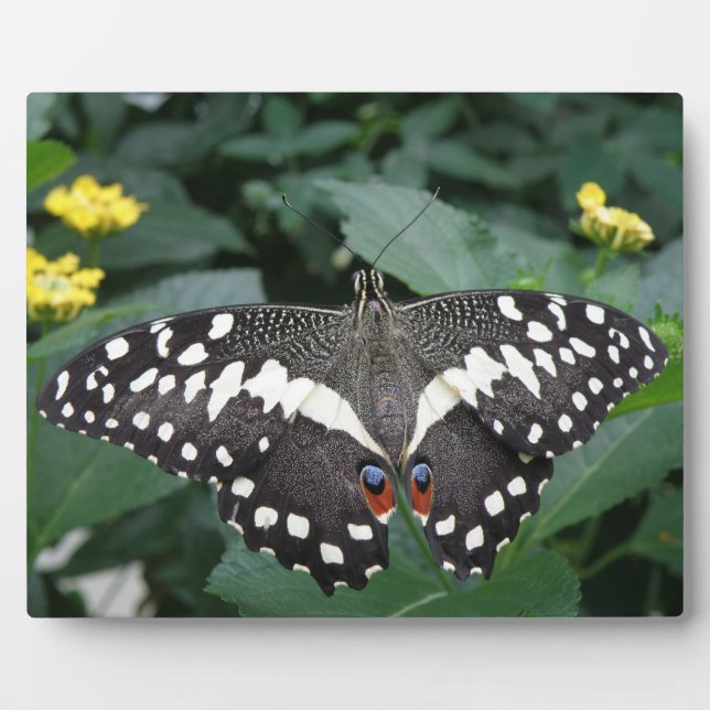 Limoner Schmetterling und Blume Plaque Fotoplatte (Vorderseite)