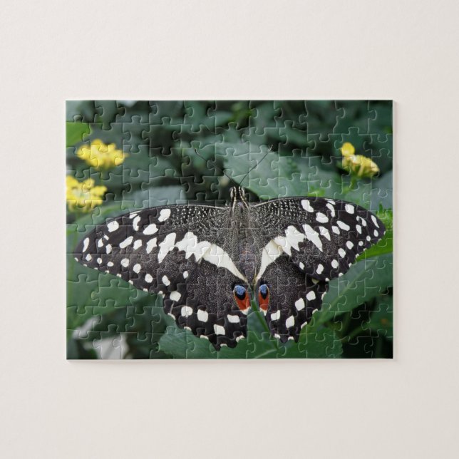 Limoner Schmetterling und Blume Puzzle (Horizontal)