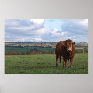 Limousin Bull Print Poster